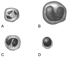 Figure 17.1 Using Figure 17.1, match the following: -Mounts a humoral immune response by producing antibodies.