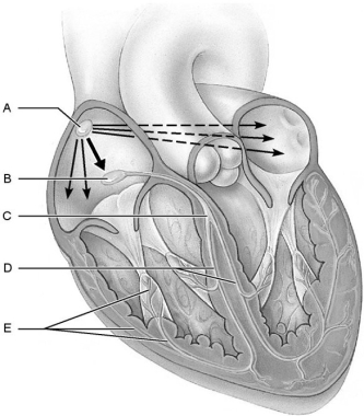<strong> Figure 18.1 Using Figure 18.1, match the following:</strong> A) E B) D C) B D) A E) C Sinoatrial (SA)node.