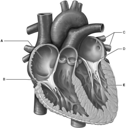 <strong> Figure 18.4 Using Figure 18.4, match the following:</strong> A) A B) C C) D D) B E) E Right atrium.