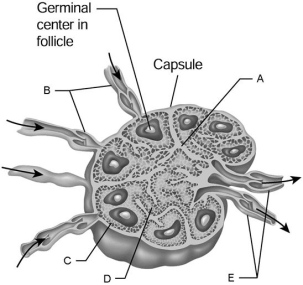 <strong> Figure 20.2 Using Figure 20.2, match the following:</strong> A) D B) C C) E D) A Medullary cord.