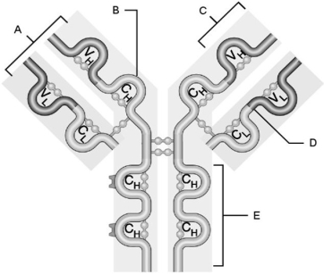 <strong> Figure 21.1 Using Figure 21.1, match the following:</strong> A) B B) D C) A D) E E) C Heavy chain.