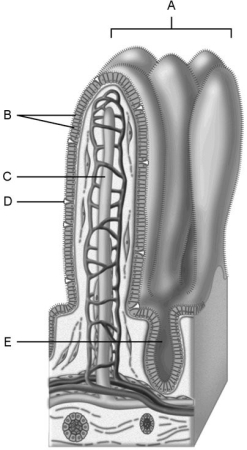 <strong> Figure 23.2 Using Figure 23.2, match the following:</strong> A) E B) C C) B D) D E) A Wide lymph capillary located in the villus.