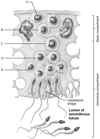 <strong> Figure 27.1 Using Figure 27.1, match the following:</strong> A) A B) C C) D D) E E) B First cells with n number of chromosomes.
