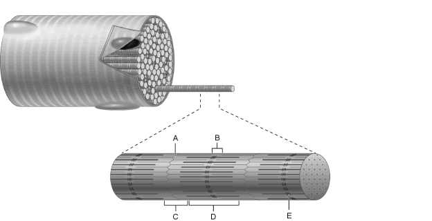 Figure 9.2 Using Figure 9.2, match the following: Z disc.