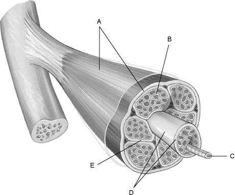 Figure 9.1 Using Figure 9.1, match the following: Individual muscle fiber.