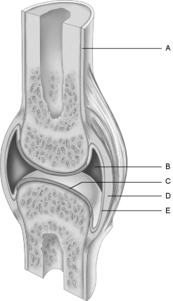 Figure 8.1 Figure 8.2 Using Figure 8.2, what type of axis does each joint have?Using Figure 8.1, match the following: Joint (synovial) cavity.