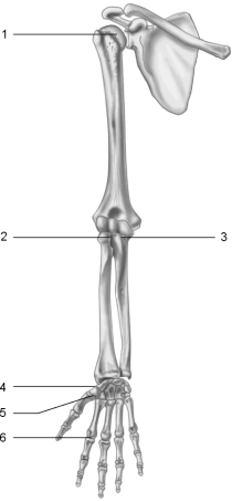 Figure 8.2 Using Figure 8.2, identify each type of synovial joint by name. Joint 6.