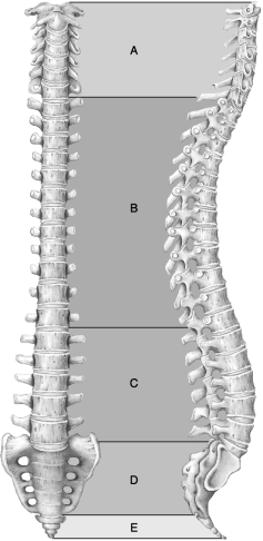   Figure 7.1 Using Figure 7.1, match the following: -The smallest short bone in the hand is the _ .