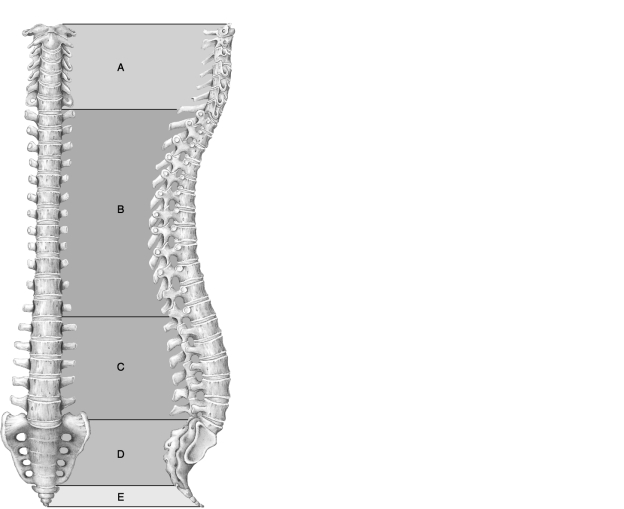   Figure 7.1 Using Figure 7.1, match the following: -Contains the joint that allows you to rotate your head no.