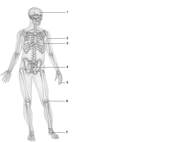 Figure 6.1Using Figure 6.1, match the following bone types with the numbered structure: List the steps in the repair process of a simple fracture.