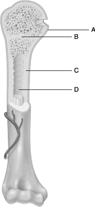 Figure 6.2Using Figure 6.2, match the following: Compact bone.