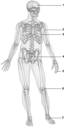 Figure 6.1Using Figure 6.1, match the following bone types with the numbered structure: Bone 6.