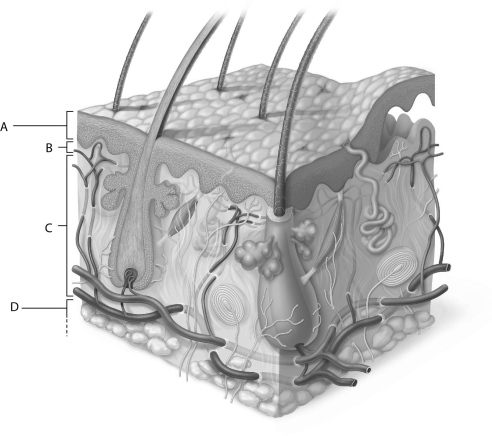 Figure 5.2Using Figure 5.2, match the following: Hypodermis