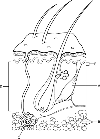 Figure 5.1Using Figure 5.1, match the following: Where capillary loops are found.