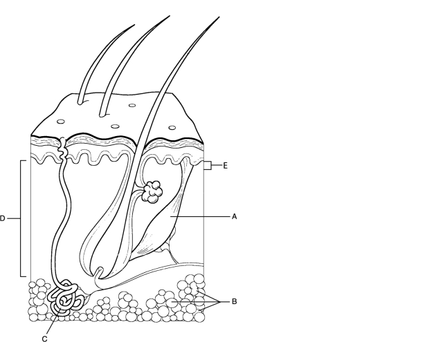 Figure 5.1Using Figure 5.1, match the following: What are six of the functions of the epidermis?