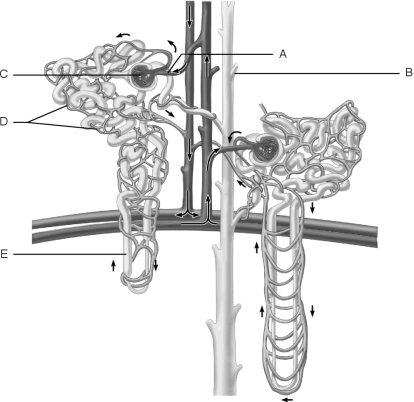 Figure 25.1Using Figure 25.1, match the following: Peritubular capillaries.