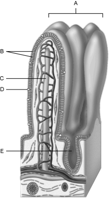 Figure 23.2Using Figure 23.2, match the following: Structures that increase the absorptive area of the small intestine.