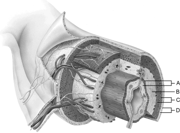 Figure 23.1Using Figure 23.1, match the following: Area of the lamina propria.