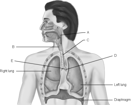 Figure 22.1Using Figure 22.1, match the following: Larynx.