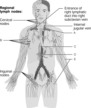 Figure 20.1Using Figure 20.1, match the following: The are the simplest lymphoid organs and are found at the entrance to the pharynx.