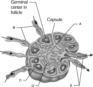 Figure 20.2Using Figure 20.2, match the following: The pulp of the spleen forms cuffs around the central arteries.