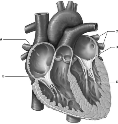 Figure 18.4Using Figure 18.4, match the following: -The pacemaker rhythm that determines heart rate is called rhythm.