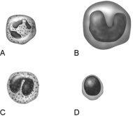 Figure 17.1Using Figure 17.1, match the following: -A(n) is a committed granular leukocyte stem cell that produces neutrophils.