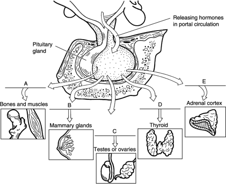 Figure 16.2Using Figure 16.2, match the following hypothalamic hormones with the pituitary hormone targets: What is the difference between autocrines and paracrines?