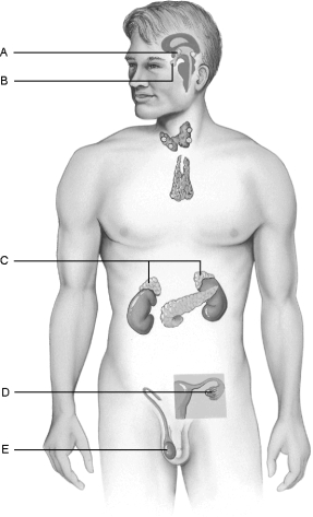 Figure 16.1Using Figure 16.1, match the following: Storehouse for the hormones produced by the hypothalamus of the brain.