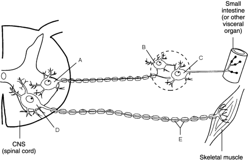 Figure 14.1Using Figure 14.1, match the following: Alpha and beta receptors are classes of receptors.