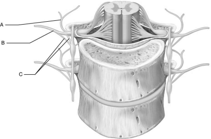 Figure 13.3Using Figure 13.3, match the following: Supplies all of the body except the posterior.