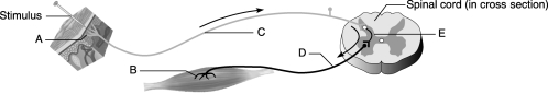 Figure 13.2 Using Figure 13.2, identify the following components of the reflex arc: Effector.