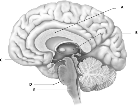 Figure 12.1Using Fig. 12.1, Match the following: Which ventricle is continuous with the central canal of the spinal cord.