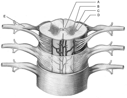 Figure 12.3Using Figure 12.3, match the following: Site of axons and afferent neurons.