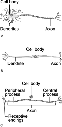 Figure 11.1Using Figure 11.1, match the following: Which pattern of neural processing is important for higher level mental processing such as problem solving?