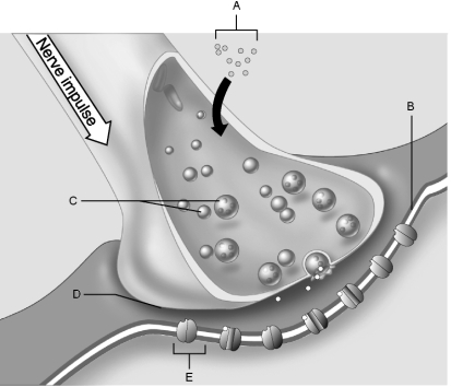 Figure 11.2Using Figure 11.2, match the following: Synaptic vesicles.