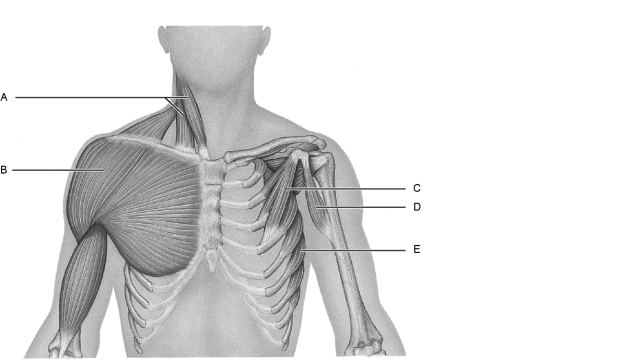 Figure 10.2Using Figure 10.2, match the following: A woman mentions to her friend that another person on the beach has great abs. What is she talking about?