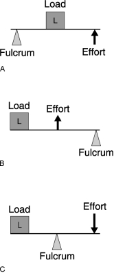 Figure 10.1Using Figure 10.1, match the following: Bodybuilders are known for their great quads. Describe the quadriceps muscles.