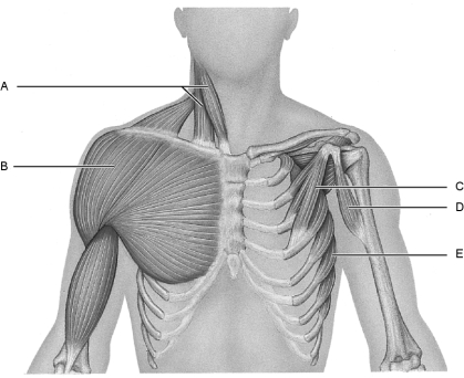 Figure 10.2Using Figure 10.2, match the following: Deltoid