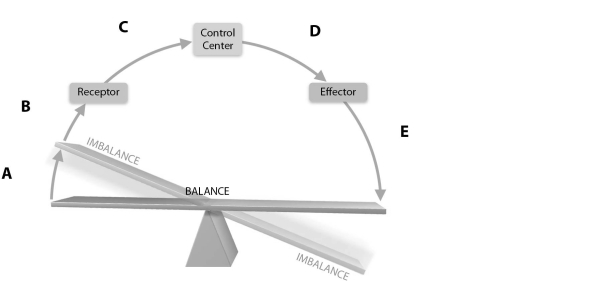 Figure 1.2Using Figure 1.2, match the following regions: Why is anatomical terminology necessary?