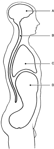 Figure 1.1Using Figure 1.1, match the following cavities: Cranial cavity.