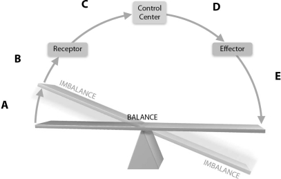 Figure 1.2Using Figure 1.2, match the following regions: Output.
