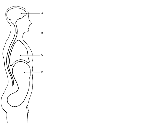 Figure 1.1Using Figure 1.1, match the following cavities: Fully describe the anatomical position for the human body.
