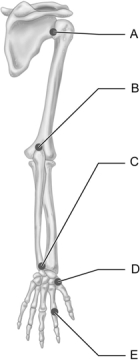 <strong> Figure 9.3 Use the diagram above to answer the following questions. Which letter indicates the knuckle or metacarpophalangeal joint, which is a diarthrotic joint?</strong> A) A B) B C) C D) D E) E