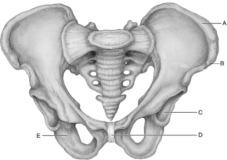 <strong> Figure 8.1 Use the diagram above to answer the following questions. Which letter indicates the bone that has tuberosities that are the strongest parts of the hip bones?</strong> A) A B) B C) C D) D E) E