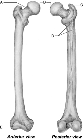<strong> Figure 8.2 Use the diagram above to answer the following questions. Which letter indicates a depression that is the site where a femoral ligament attaches to the acetabulum?</strong> A) A B) B C) C D) D E) E