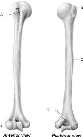 <strong> Figure 8.3 Use the diagram above to answer the following questions. Which letter indicates the bony landmark of the humerus that articulates with the head of the radius?</strong> A) A B) B C) C D) D E) E