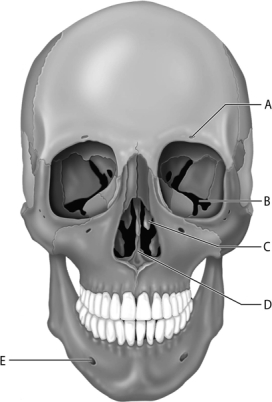<strong> Figure 7.1 Use the diagram above to answer the following questions. Which letter indicates a bony projection from the ethmoid bone?</strong> A) A B) B C) C D) D E) E
