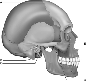 <strong> Figure 7.2 Use the diagram above to answer the following questions. Which letter indicates the styloid process of the temporal bone?</strong> A) A B) B C) C D) D E) E