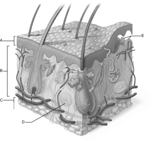 <strong> Figure 5.1 Use the diagram above to answer the following questions. Which letter indicates the integument layer composed of keratinized stratified squamous cells?</strong> A) A B) B C) C D) D E) E